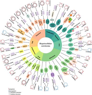 Recent research progress of circular RNAs in hepatocellular carcinoma